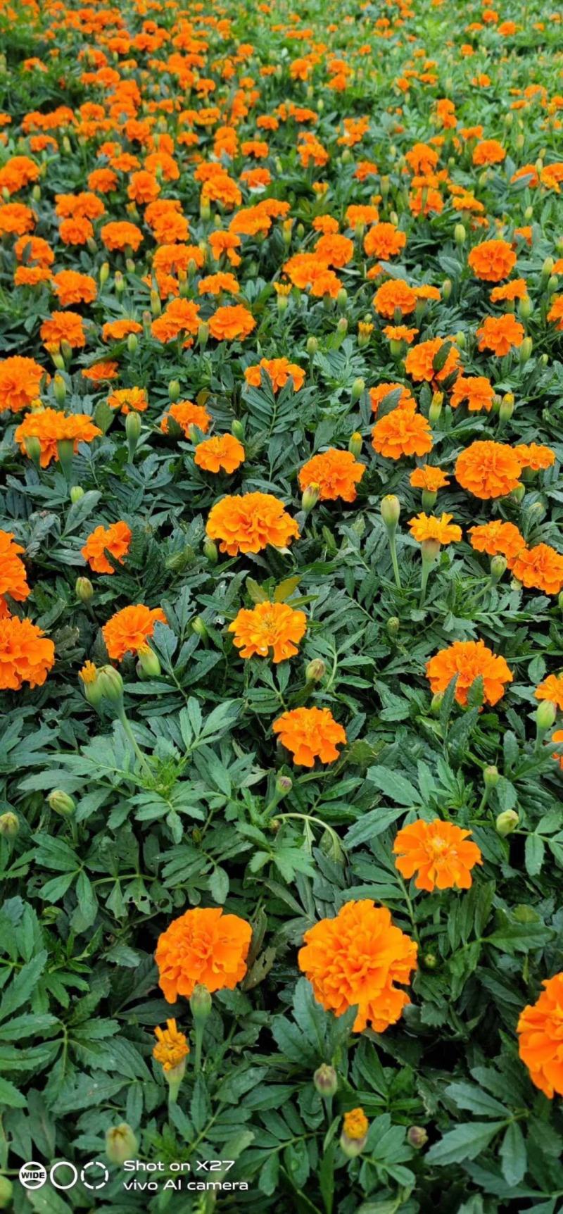 精品孔雀草（基地直销，质优价廉，诚信经营）