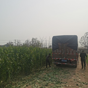大量出售优质杜仲树杜仲树苗