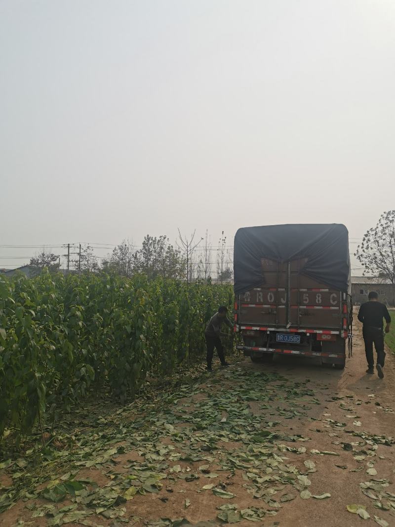 大量出售优质杜仲树杜仲树苗