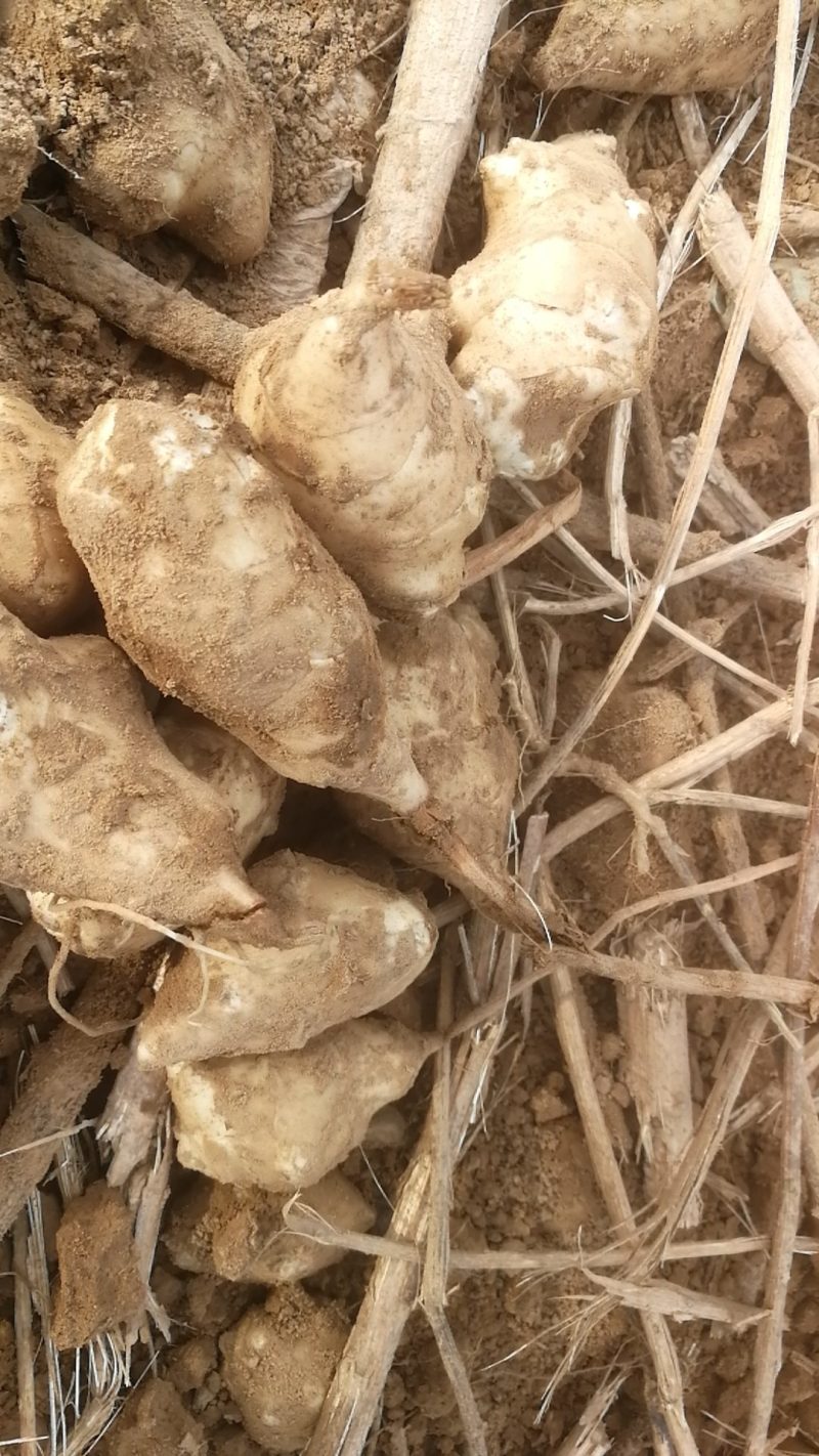 优质白洋姜：鬼子姜，菊芋