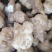 优质白洋姜：鬼子姜，菊芋