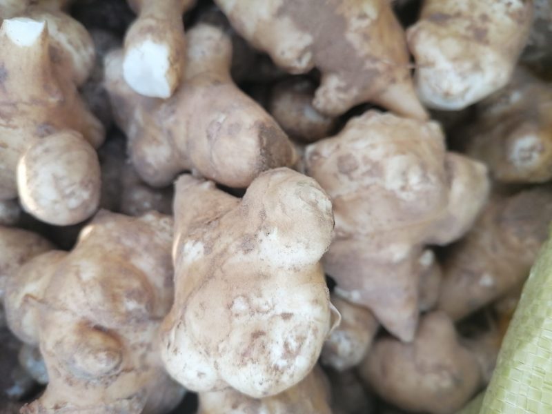 优质白洋姜：鬼子姜，菊芋