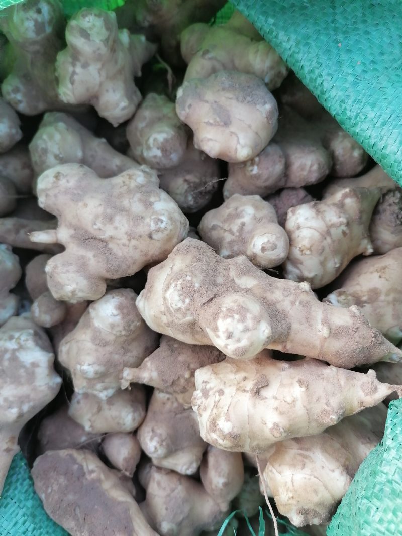优质白洋姜：鬼子姜，菊芋
