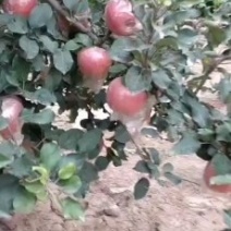 冷库货富士苹果，大量供应馆陶县众康果品站