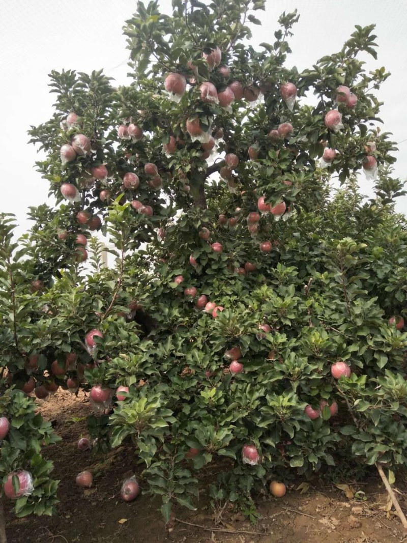 冷库货富士苹果，大量供应馆陶县众康果品站