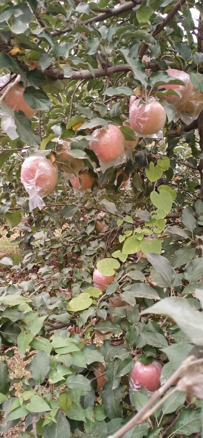 冷库货富士苹果，大量供应馆陶县众康果品站