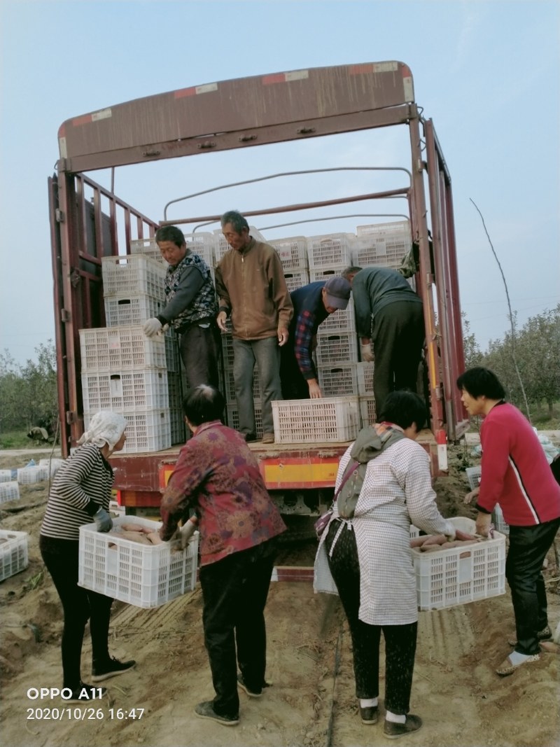 冷库货富士苹果，大量供应馆陶县众康果品站