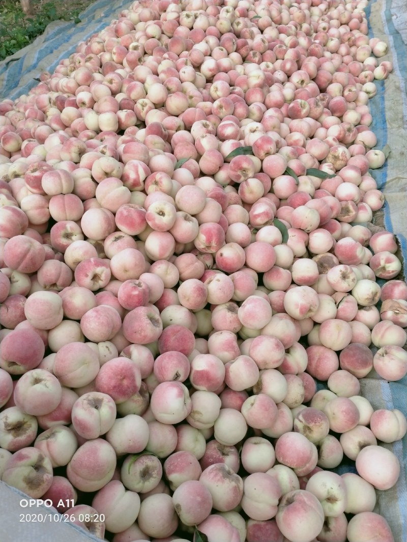冷库货富士苹果，大量供应馆陶县众康果品站