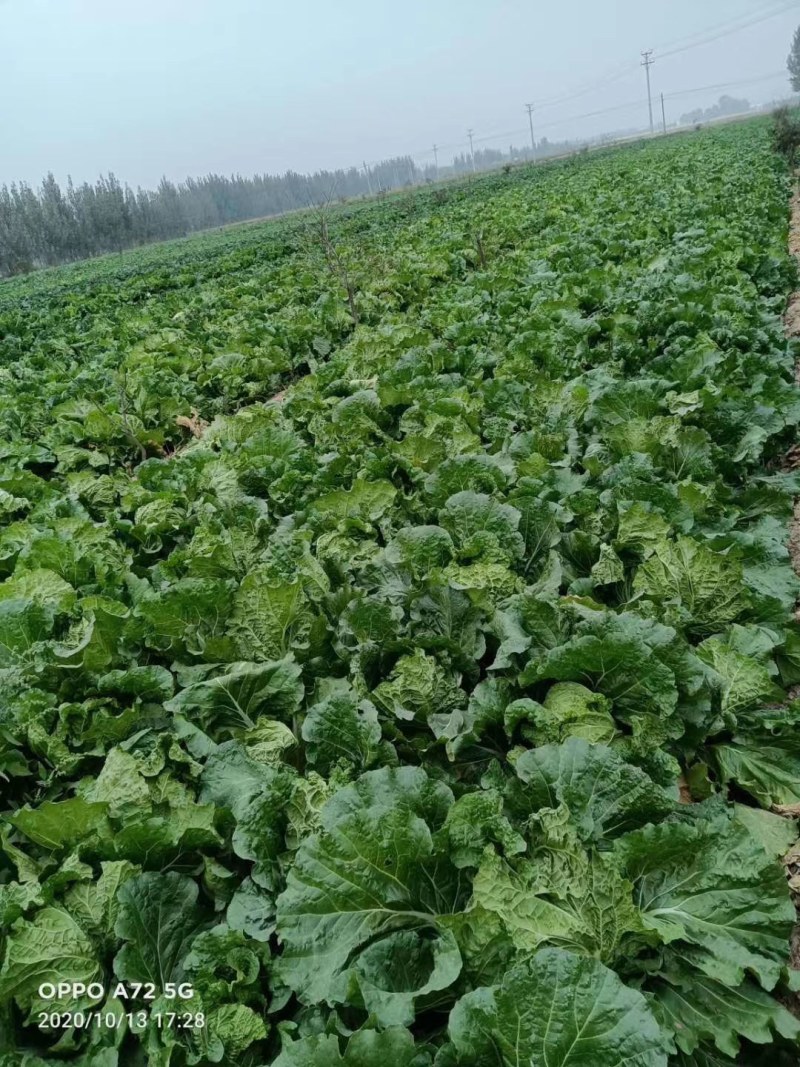 长白葱，鸡腿葱，大白菜大量有货馆陶县众康果品站