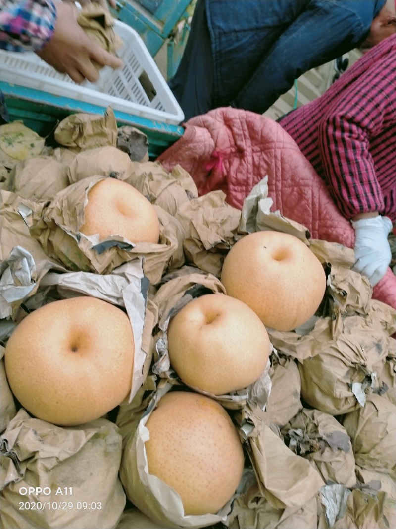 长白葱，鸡腿葱，大白菜大量有货馆陶县众康果品站