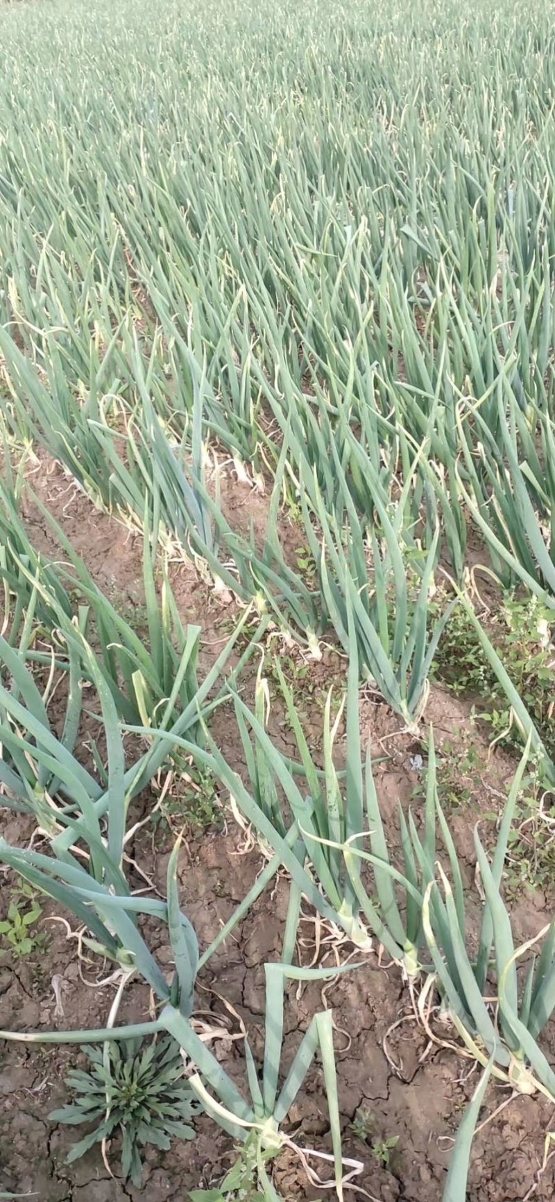 长白葱，鸡腿葱，大白菜大量有货馆陶县众康果品站