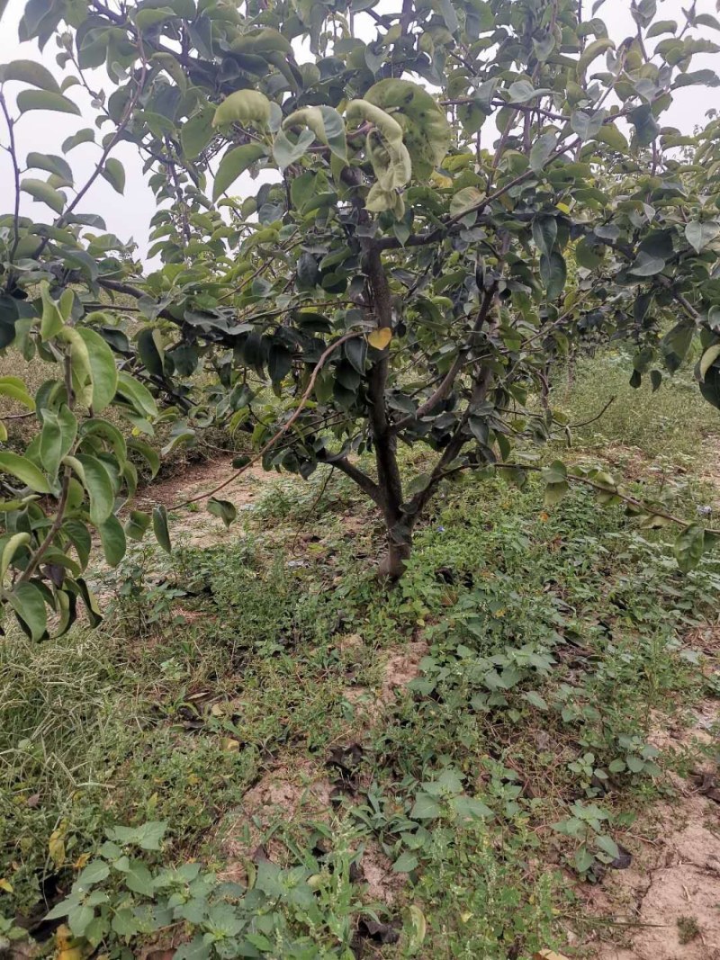 各种占地梨树，桃树，苹果树，核桃树，馆陶县众康果品大量供