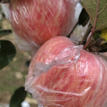 万荣纸加膜冰糖心红富士苹果.丶大量上市，可视频看