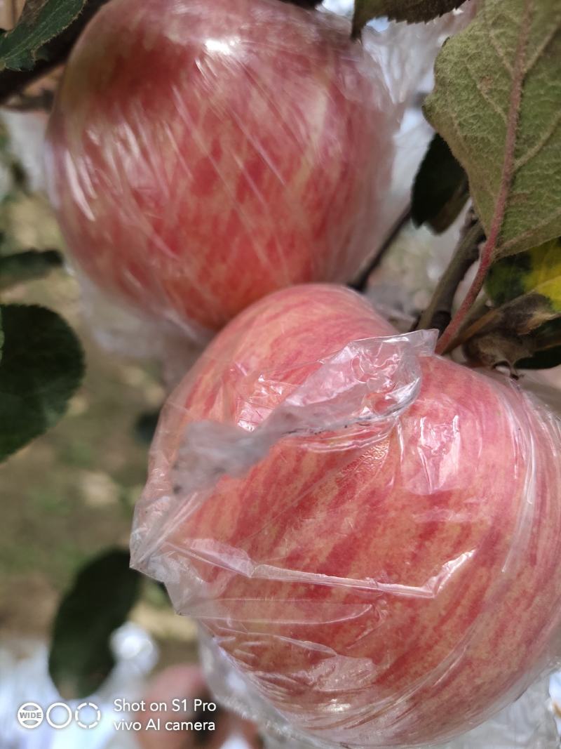 万荣纸加膜冰糖心红富士苹果.丶大量上市，可视频看