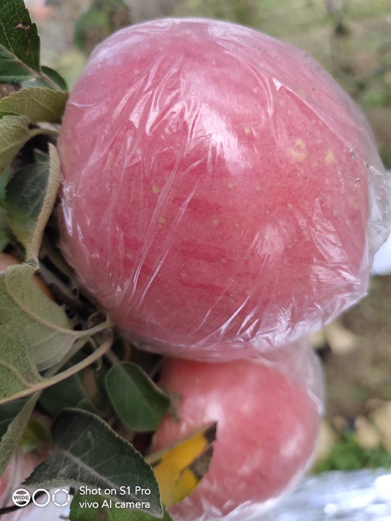万荣纸加膜冰糖心红富士苹果.丶大量上市，可视频看