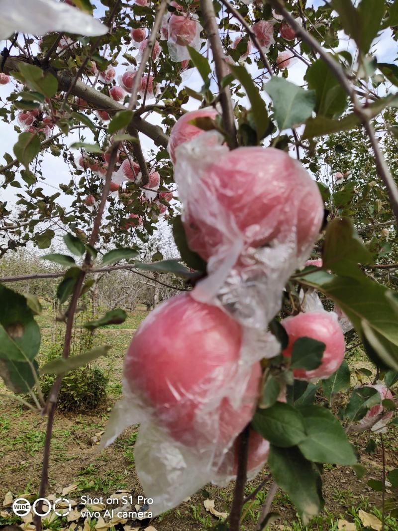 万荣纸加膜冰糖心红富士苹果.丶大量上市，可视频看