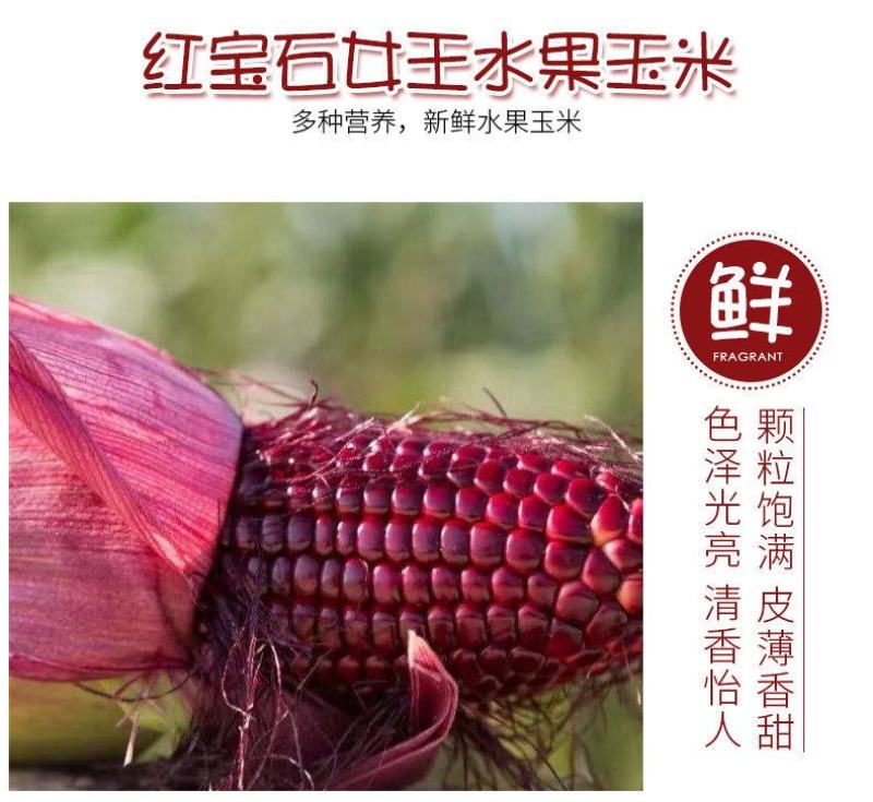 红色水果玉米红宝石水果玉米孩子女士都喜欢