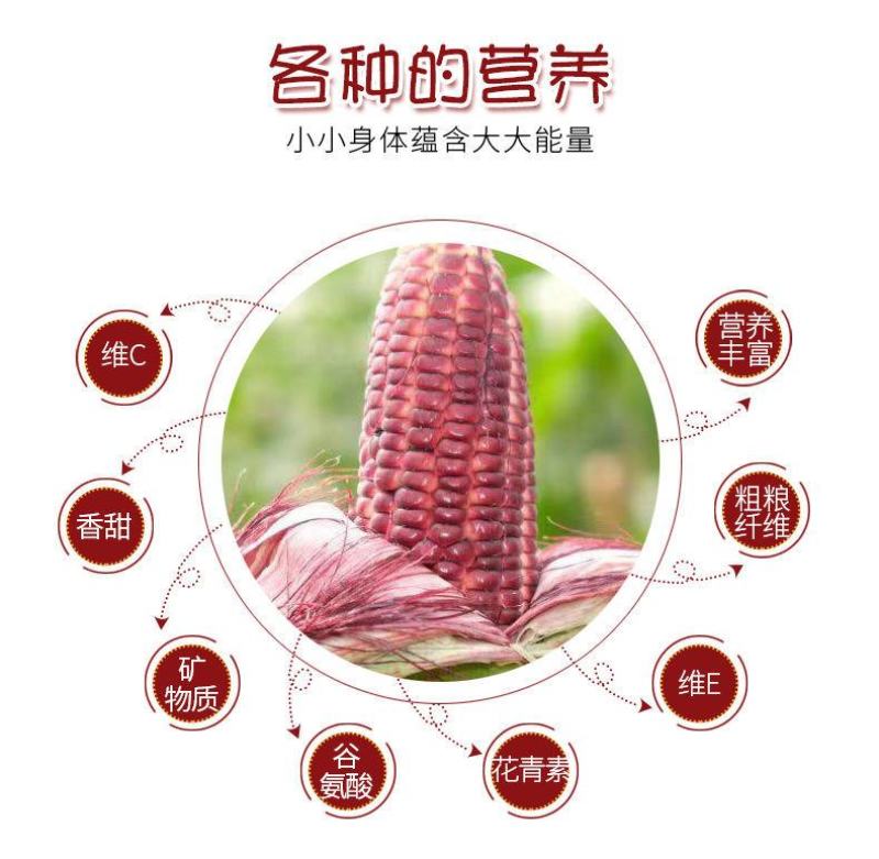 红色水果玉米红宝石水果玉米孩子女士都喜欢