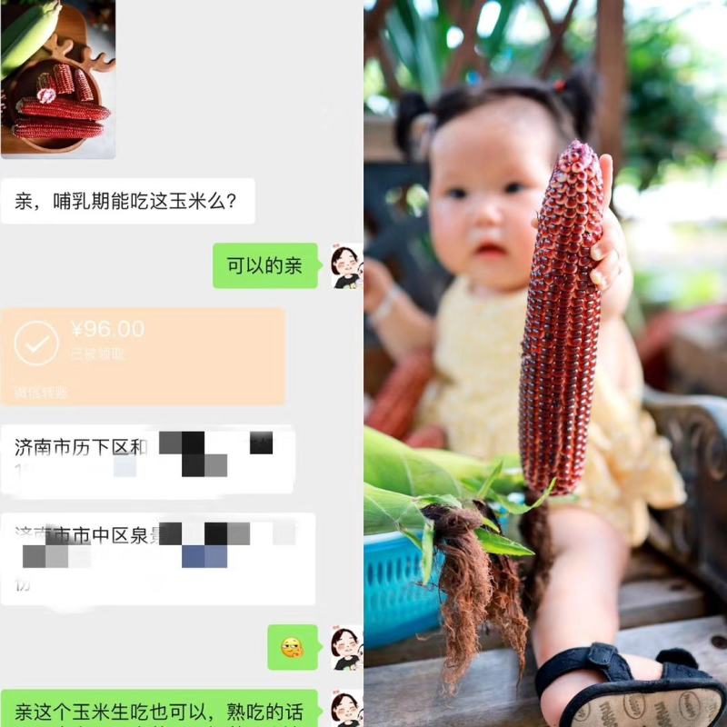 红色水果玉米红宝石水果玉米孩子女士都喜欢