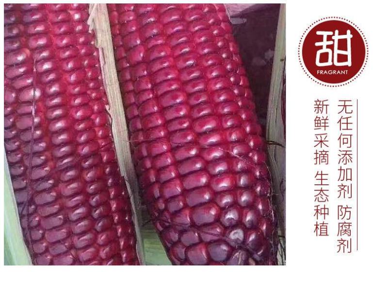 红色水果玉米红宝石水果玉米孩子女士都喜欢