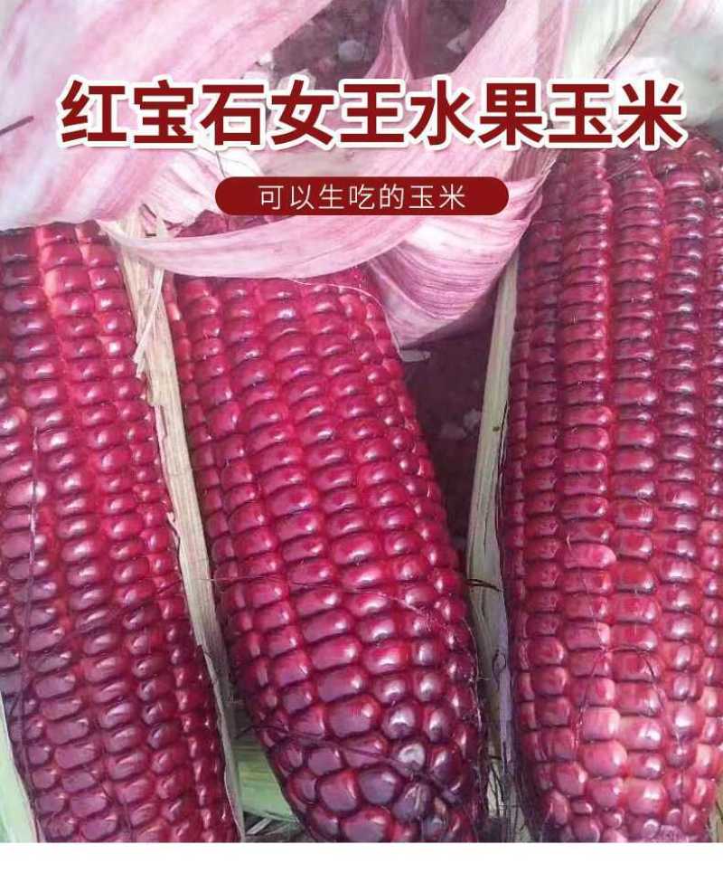 红色水果玉米红宝石水果玉米孩子女士都喜欢
