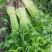 芹菜50cm以上四季西芹粗细适中，有光度，专门种芹菜茼