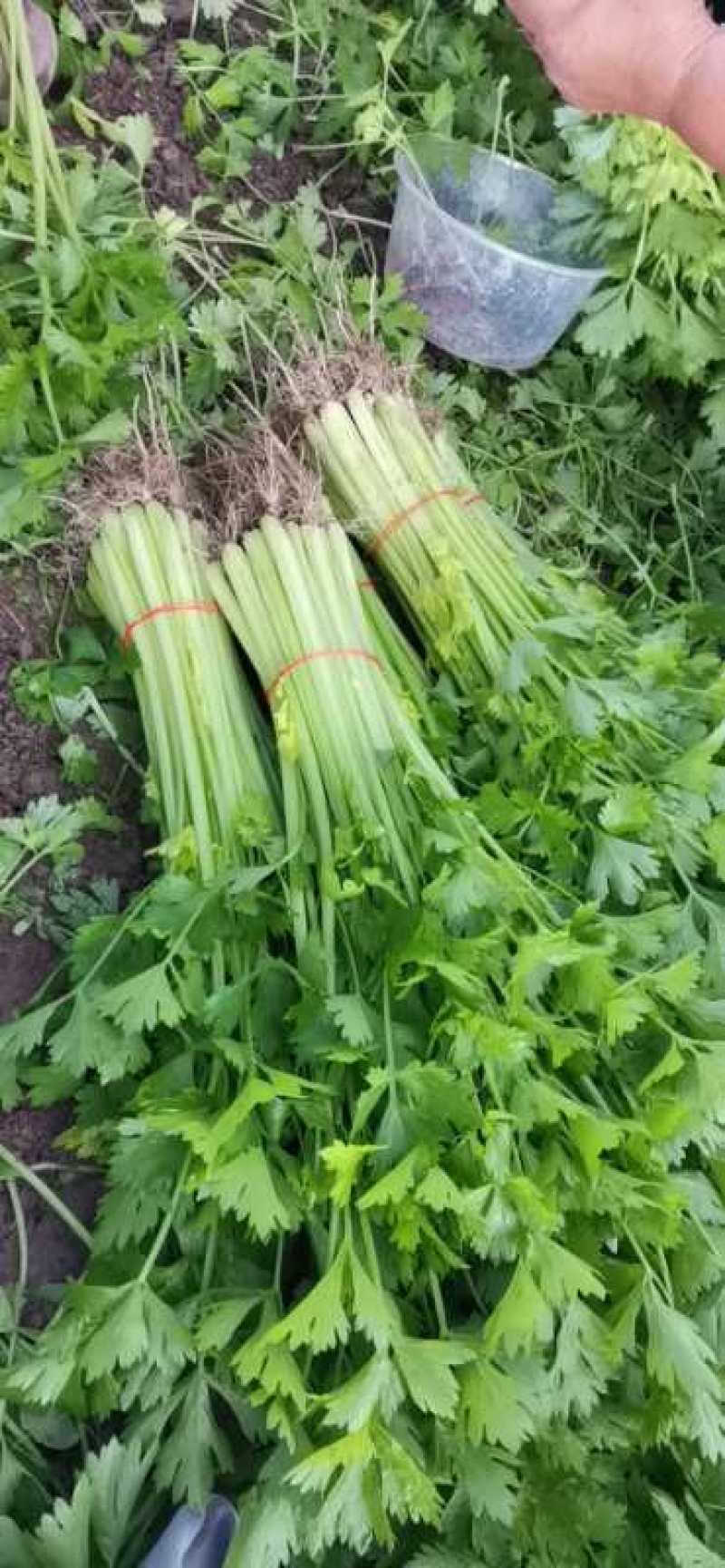 芹菜50cm以上四季西芹粗细适中，有光度，专门种芹菜茼