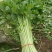 芹菜50cm以上四季西芹粗细适中，有光度，专门种芹菜茼