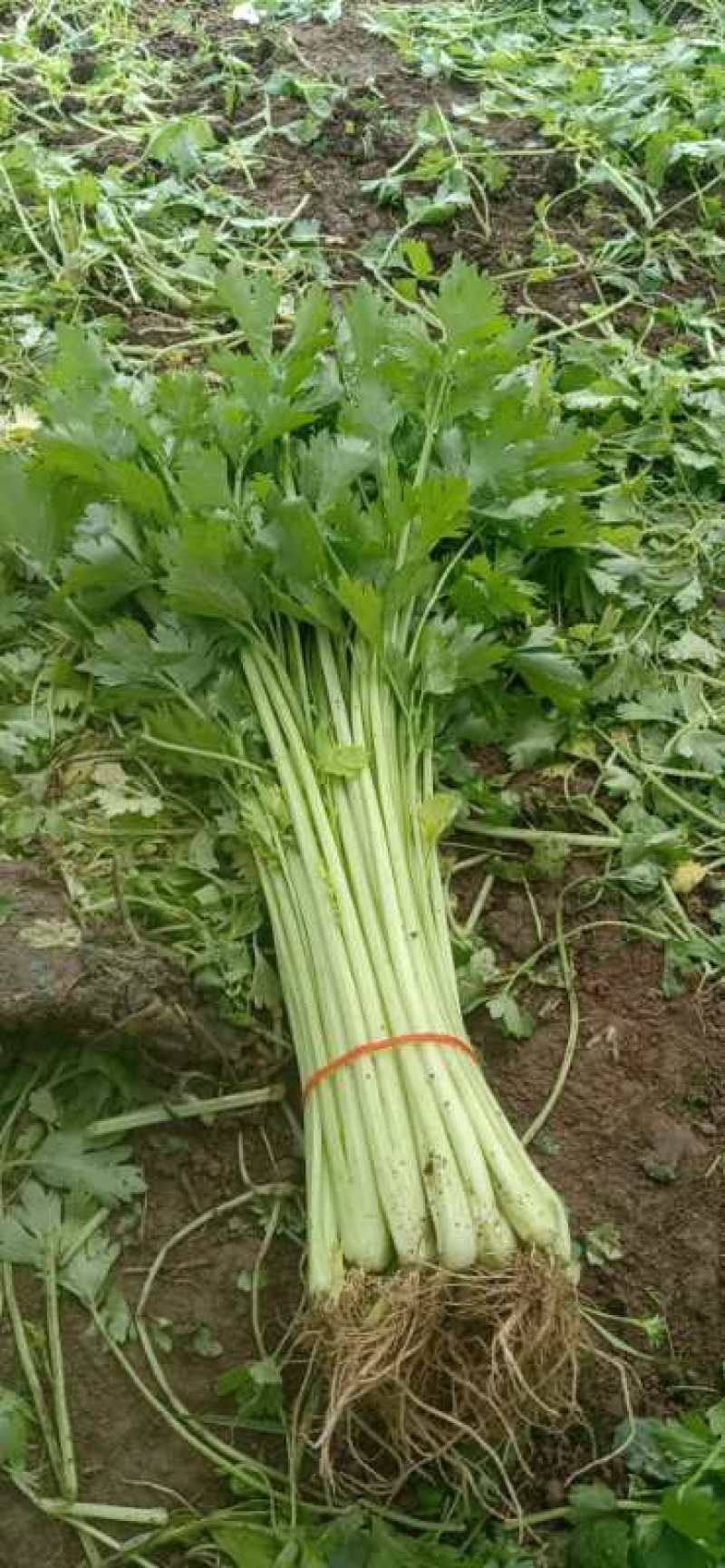 芹菜50cm以上四季西芹粗细适中，有光度，专门种芹菜茼