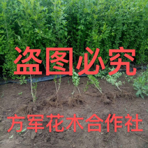 小叶女贞免费包邮女贞球规格齐全基地直销提供发票