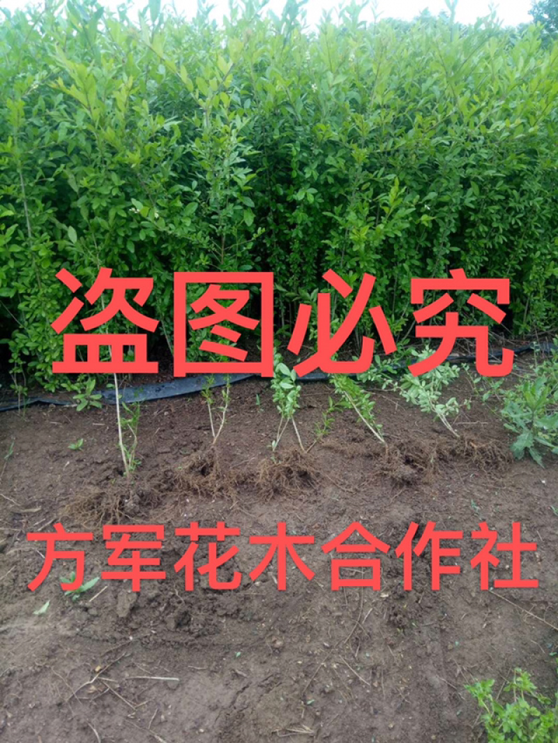 小叶女贞苗80公分18元每颗上车提供发票
