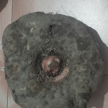 商品魔芋农产品！！！