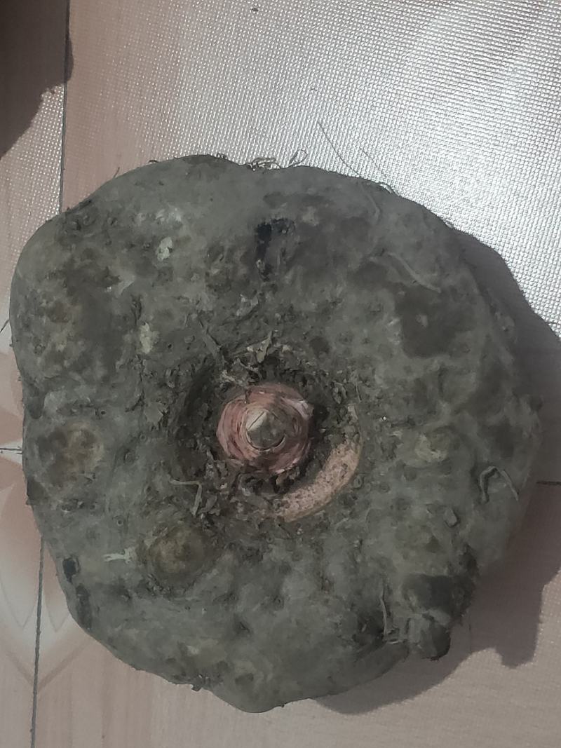 商品魔芋农产品！！！