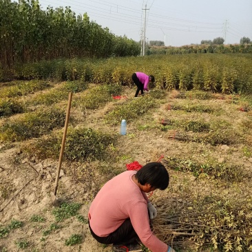 花椒苗，大红袍花椒苗。狮子头，花椒苗。本农场大量批发。