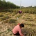 花椒苗，大红袍花椒苗。狮子头，花椒苗。本农场大量批发。