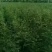 花椒苗，大红袍花椒苗。狮子头，花椒苗。本农场大量批发。