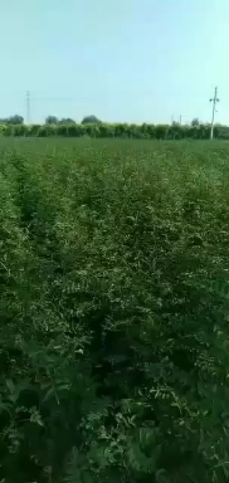 花椒苗，大红袍花椒苗。狮子头，花椒苗。本农场大量批发。