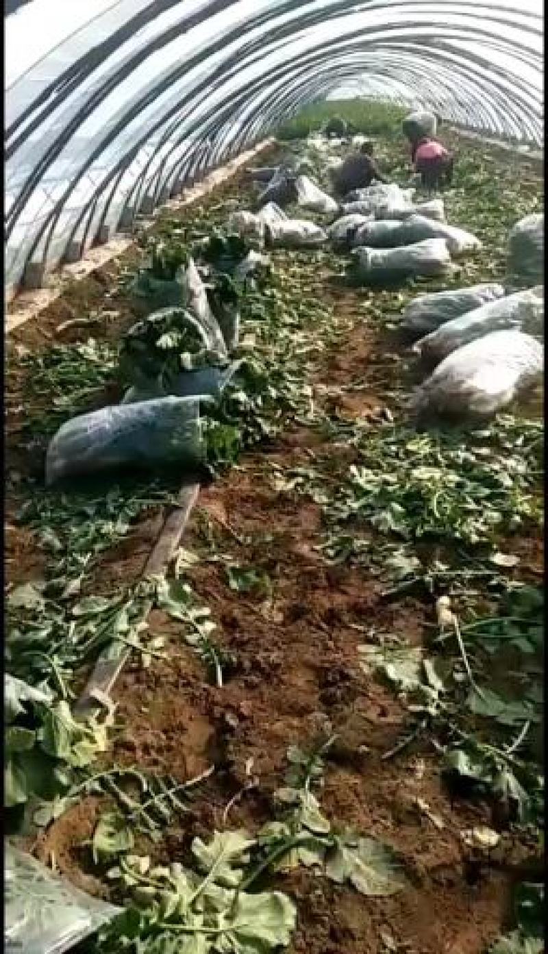 大量供应大棚瓜茬青萝卜