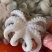 八抓鱼，章鱼，目鱼