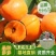 杏树苗油杏凯特金太阳