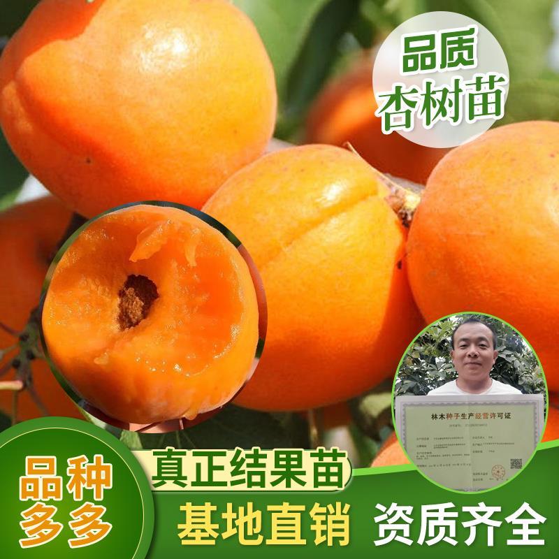 杏树苗油杏凯特金太阳