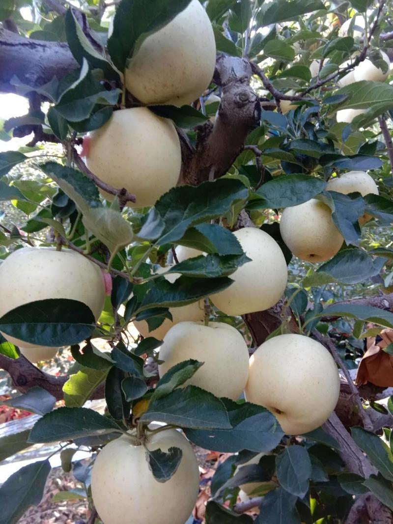 《精品》王林苹果，葫芦岛市绥中县，价格美丽-大量供应