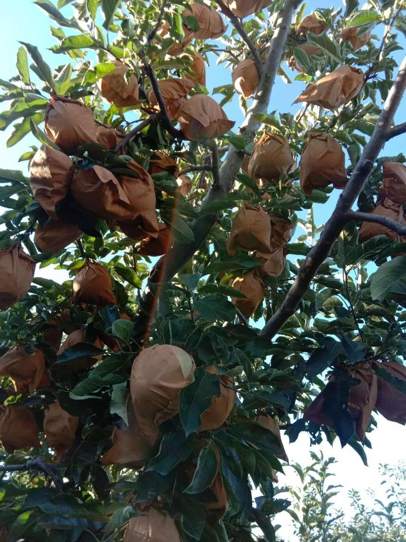 《精品》王林苹果，葫芦岛市绥中县，价格美丽-大量供应