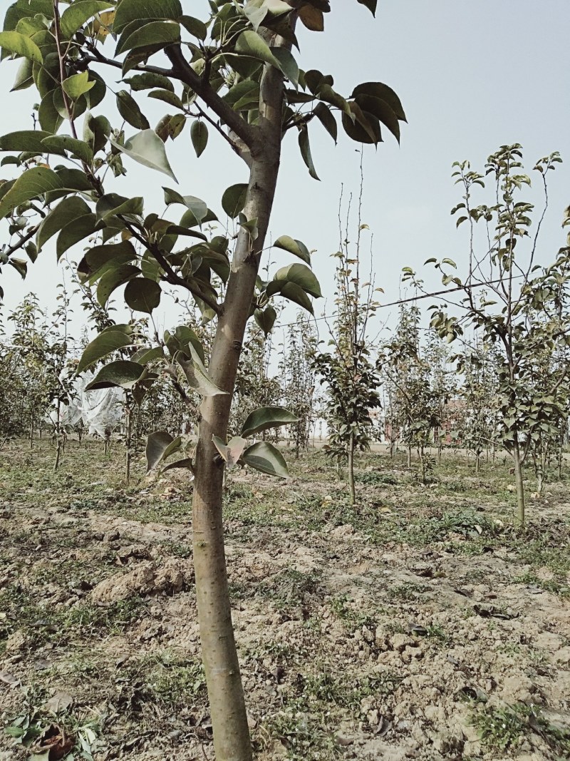 河南基地秋月梨树苗大量出售品质保证量大从优现挖现发