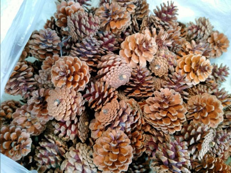 白松塔道地药材，质优价实，品质保证，药典标准，一公斤起