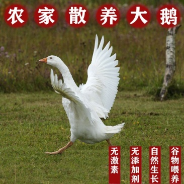 大鹅散养笨鹅9—10月份