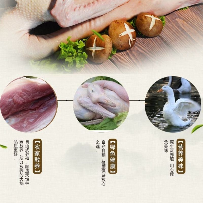 大鹅散养笨鹅9—10月份