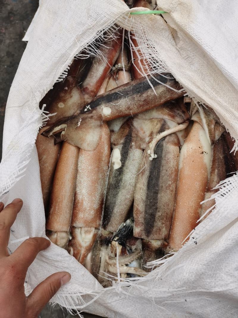 鱿鱼，鱿鱼原条，整条鱿鱼船冻原料