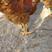 175天土阉鸡均重5.3斤玉米土鸡