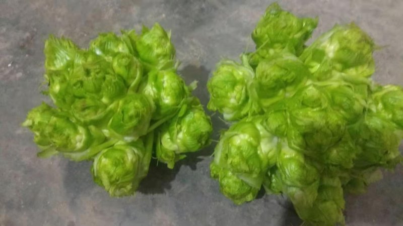 四川精品儿儿菜抱儿菜泡菜专供基地专业代办